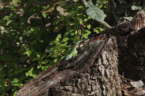Mexican Emerald Spiny Lizard, Sceloporus formosus
