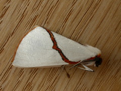 Thalaina selenaea