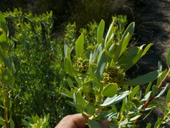 Leucadendron loranthifolium