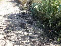 Leucadendron loranthifolium