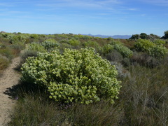Leucadendron loranthifolium