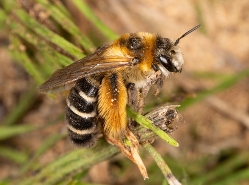 Common Pantaloon Bee, photo 2 of 10