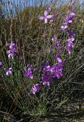 Heliophila juncea