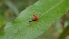 Trachelophorini