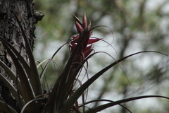 Tillandsia bourgaei