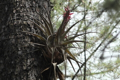 Tillandsia bourgaei