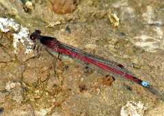 Oxyagrion rubidum