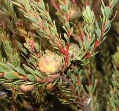Leucadendron levisanus