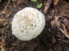 Saproamanita thiersii