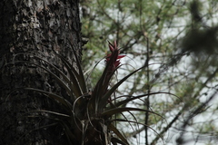Tillandsia bourgaei
