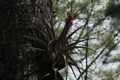 Tillandsia bourgaei
