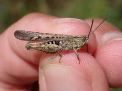 Chorthippus brunneus