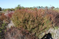 Leucadendron levisanus