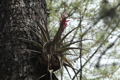 Tillandsia bourgaei