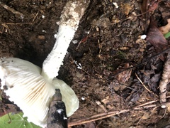 Saproamanita thiersii