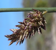 Cladoraphis cyperoides