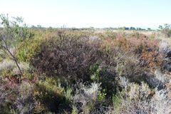Leucadendron levisanus