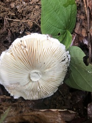 Saproamanita thiersii
