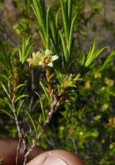 Diosma acmaeophylla