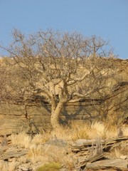 Commiphora glandulosa