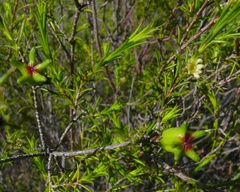 Diosma acmaeophylla
