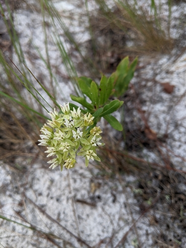 Asclepias curtissii image