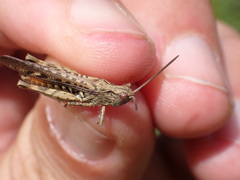 Chorthippus brunneus