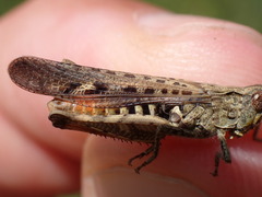 Chorthippus brunneus