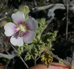 Anisodontea bryoniifolia
