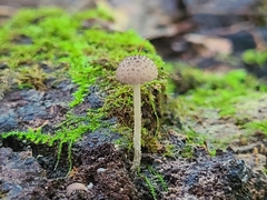 Cystoagaricus hirtosquamulosus