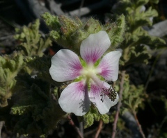 Anisodontea bryoniifolia