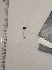 Cystoagaricus hirtosquamulosus