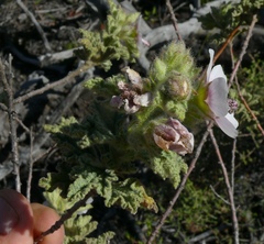 Anisodontea bryoniifolia