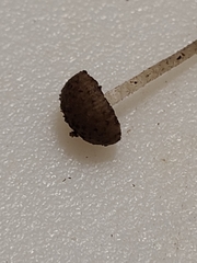 Cystoagaricus hirtosquamulosus