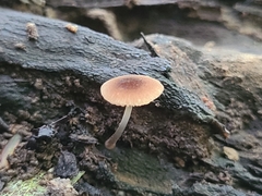 Pluteus seticeps
