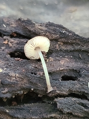 Pluteus seticeps