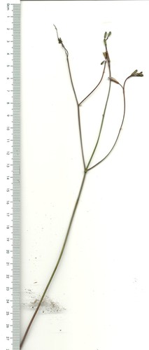 Trachyandra revoluta