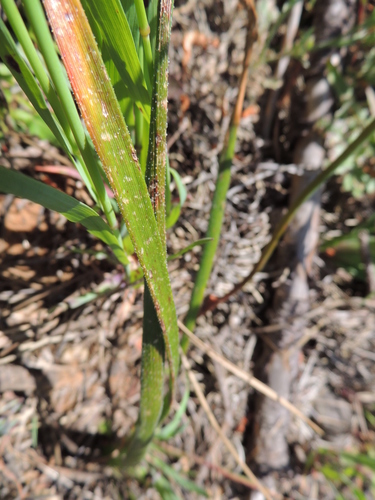 Trachyandra revoluta