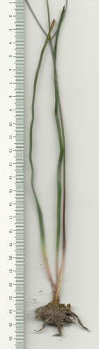 Trachyandra revoluta