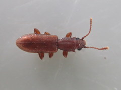 Silvanus muticus