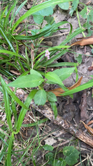 Persicaria longiseta