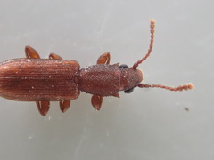 Silvanus muticus