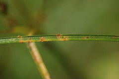Uromyces silphii