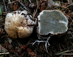 Trappea darkeri