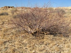 Commiphora virgata