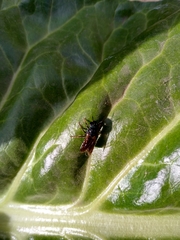Insecta