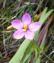 Chironia melampyrifolia