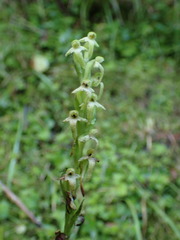 Platanthera devolii