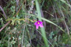 Chironia melampyrifolia
