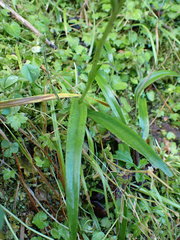 Platanthera devolii